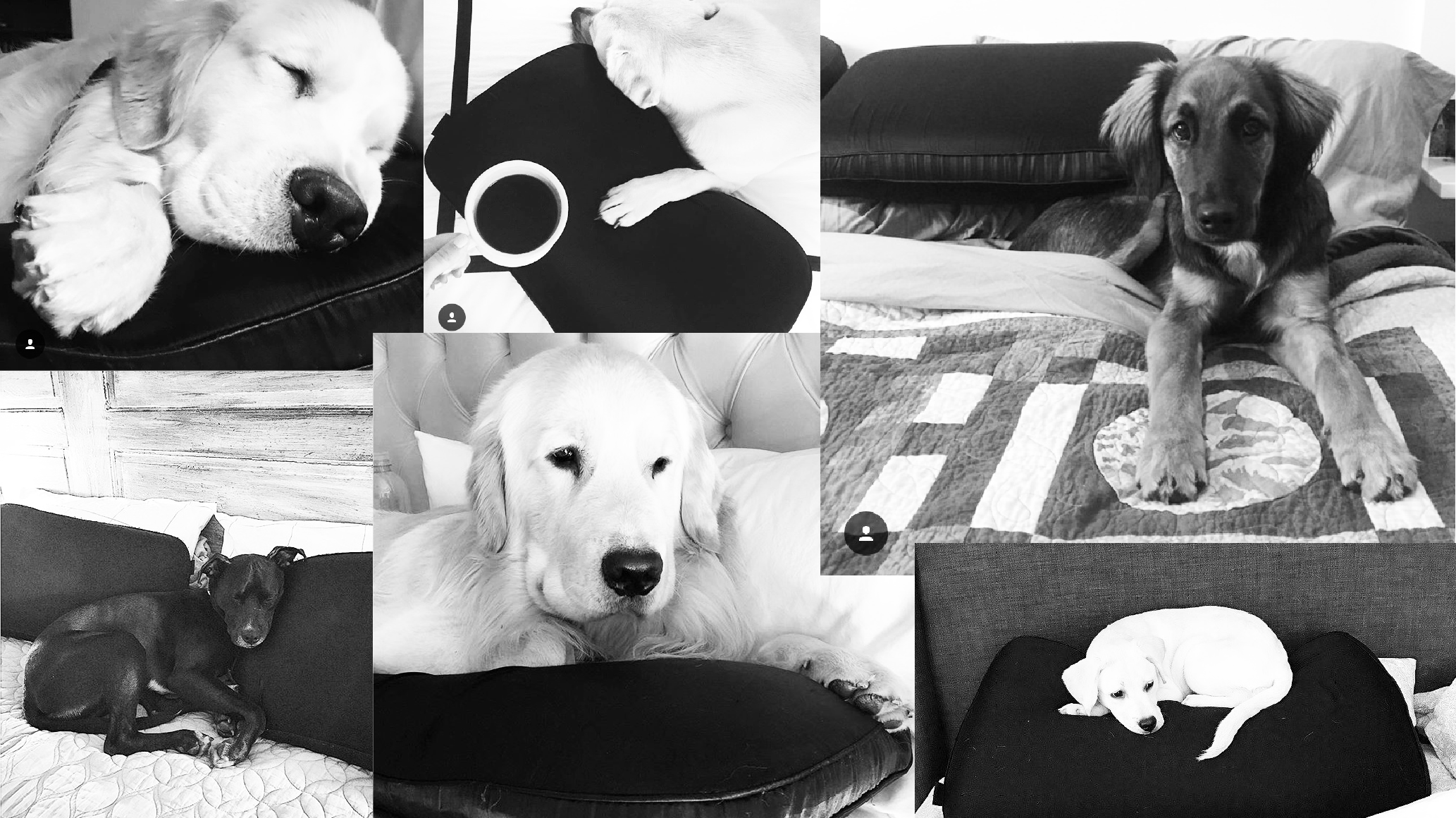 NIGHT Mantra: Must Love Dogs