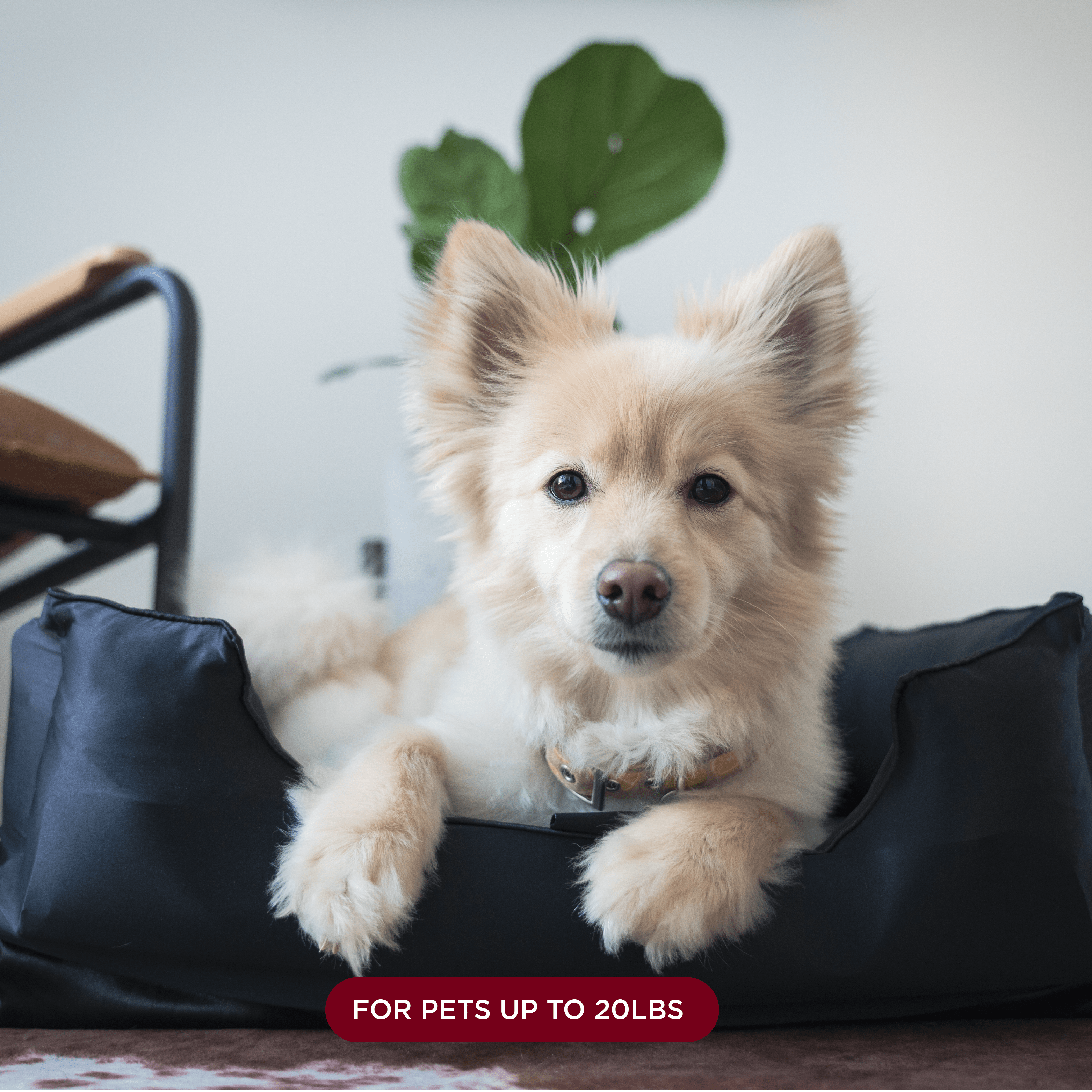 NIGHT Dog Bed Silk Pet Bed