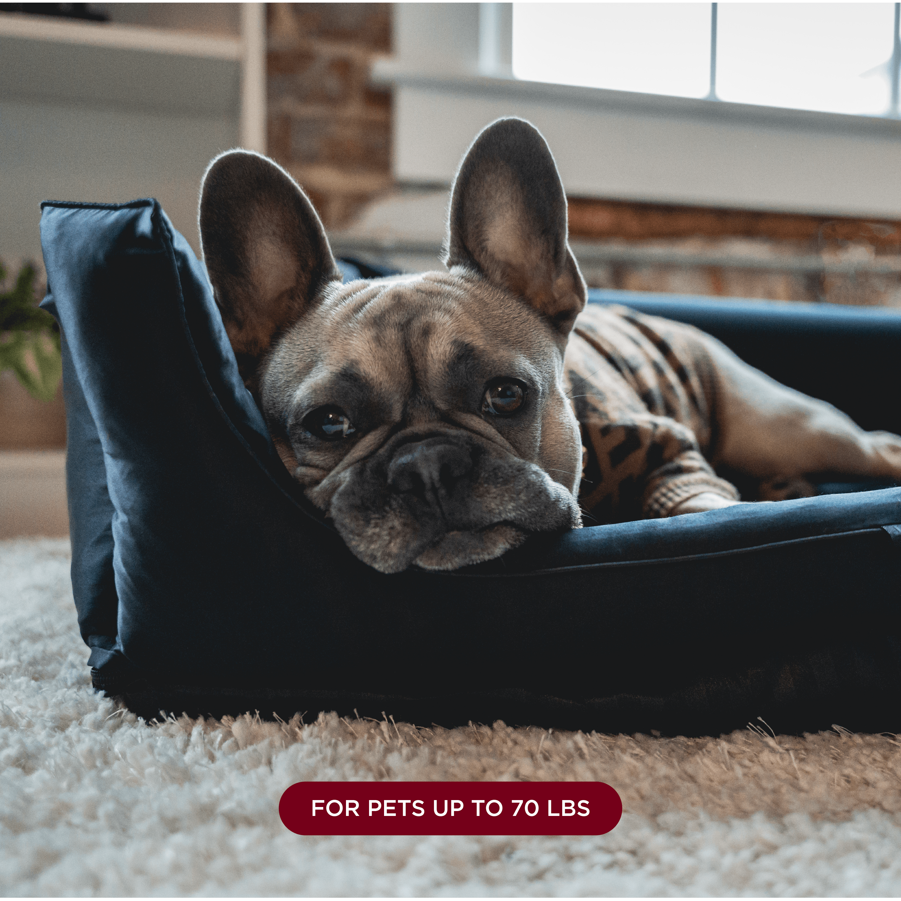 NIGHT Dog Bed Silk Pet Bed