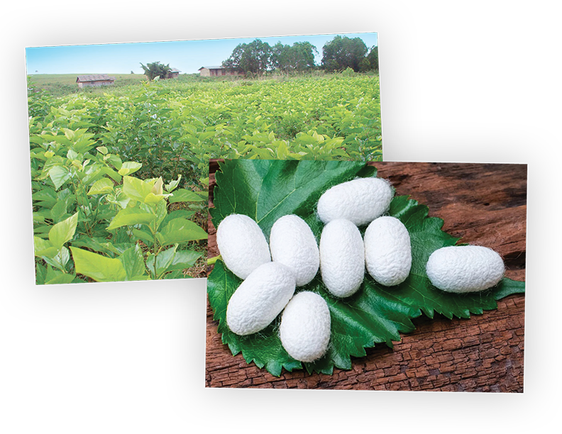 2 images of silk farm and silk cocoons